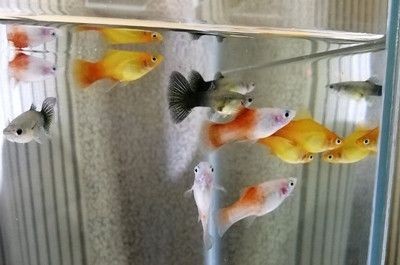 銀版魚換水前后溫差控制：銀龍魚換水操作步驟，銀龍魚適宜水溫范圍，銀龍魚換水后觀察要點
