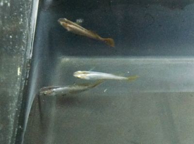 銀版魚換水前后溫差控制：銀龍魚換水操作步驟，銀龍魚適宜水溫范圍，銀龍魚換水后觀察要點