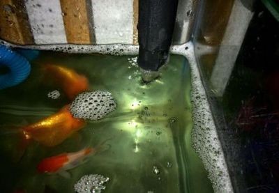 銀版魚換水前后溫差控制：銀龍魚換水操作步驟，銀龍魚適宜水溫范圍，銀龍魚換水后觀察要點