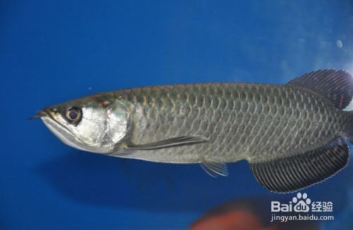 星點龍魚的日常健康管理：星點龍魚的健康管理 星點龍魚的日常健康管理：星點龍魚的健康管理 龍魚百科 第5張