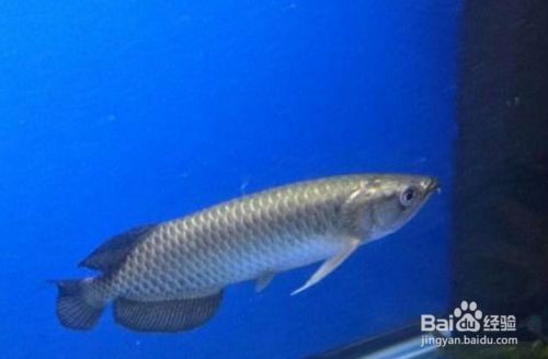 星點龍魚的日常健康管理：星點龍魚的健康管理 星點龍魚的日常健康管理：星點龍魚的健康管理 龍魚百科 第6張