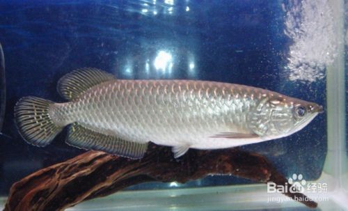 星點龍魚的日常健康管理：星點龍魚的健康管理 星點龍魚的日常健康管理：星點龍魚的健康管理 龍魚百科 第2張