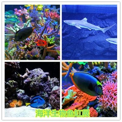 海洋生物魚缸的發展趨勢：海洋生物魚缸技術革新隨著科技設備模擬自然海水觀賞魚飼養