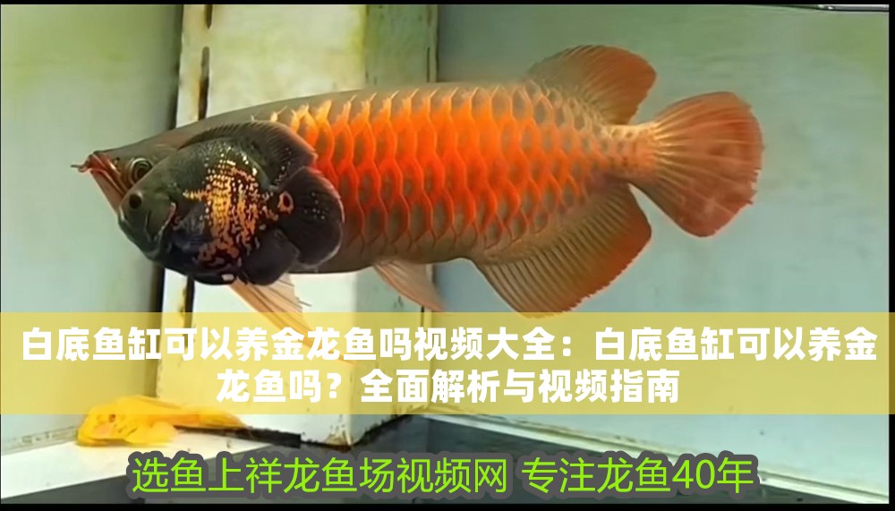 白底魚缸可以養金龍魚嗎視頻大全：白底魚缸可以養金龍魚嗎？全面解析與視頻指南