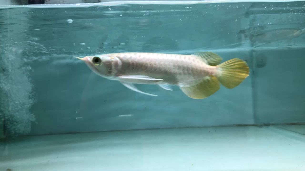 黑魚魚缸忌諱什么東西和顏色（黑魚適合魚缸飼養嗎）（黑魚可以和什么魚混養）