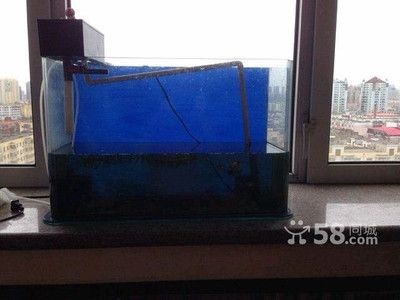 哈爾濱二手魚缸市場(chǎng)的相關(guān)信息：如何挑選合適的二手魚缸：關(guān)于哈爾濱二手魚缸市場(chǎng)的相關(guān)信息