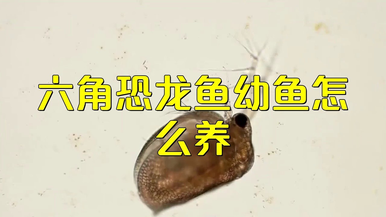 怎樣養(yǎng)六角恐龍魚苗 怎樣養(yǎng)六角恐龍魚苗 龍魚百科 第1張