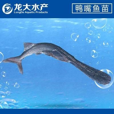 龍魚苗多少錢一顆:龍魚苗價格是多少 龍魚百科 第5張 龍魚苗多少錢一顆:龍魚苗價格是多少 龍魚苗多少錢一顆:龍魚苗價格是多少 龍魚百科 第5張
