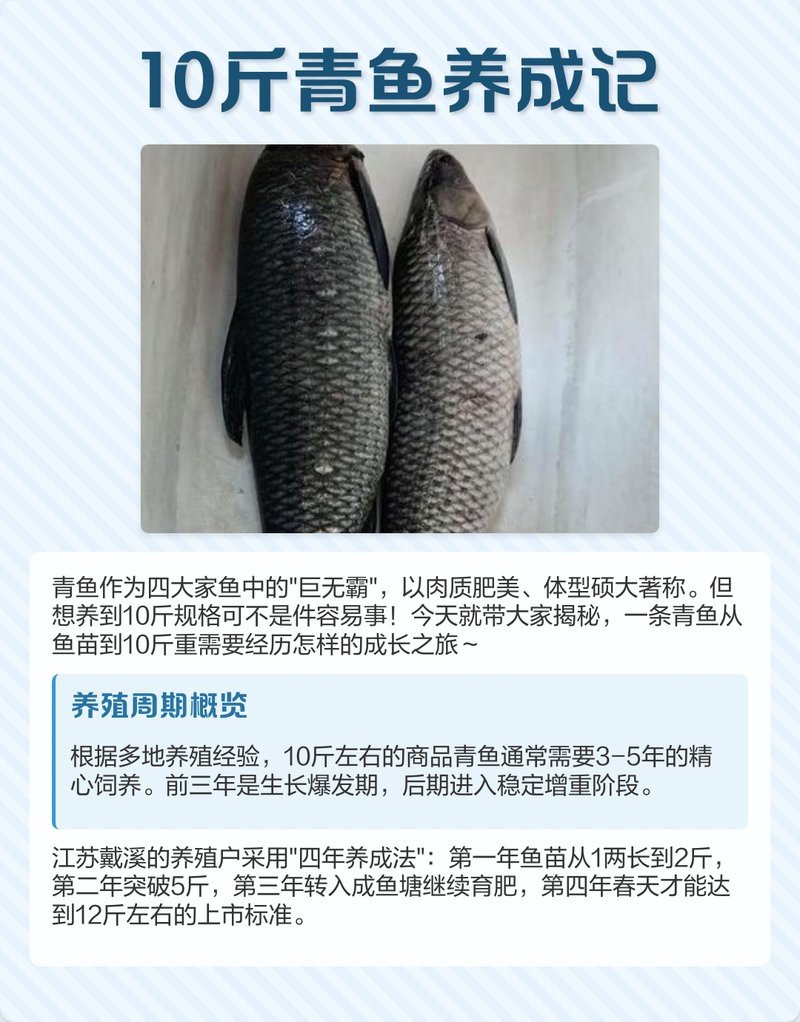 號半紅龍魚最大能長多大？