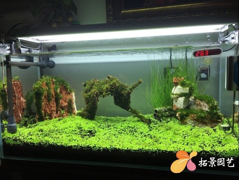 魚缸彩葉草圖片欣賞大全：關于魚缸彩葉草圖片欣賞大全詳情