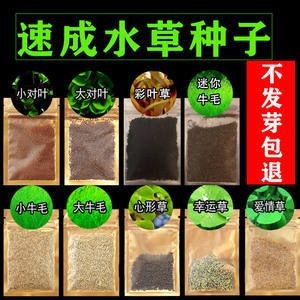 魚缸彩葉草圖片欣賞大全：關于魚缸彩葉草圖片欣賞大全詳情