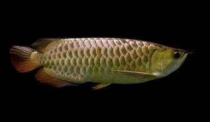 龍魚胸鰭有疙瘩（龍魚胸鰭出現(xiàn)疙瘩可能由多種原因引起）