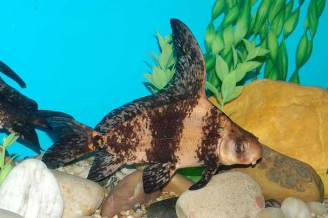 海鮮店魚缸制作的注意事項：制作海鮮店的魚缸不僅要考慮美觀還要考慮到實用性