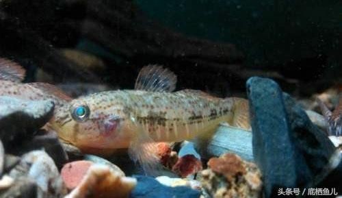 龍魚苗用什么開口（龍魚苗開口餌料的選擇）
