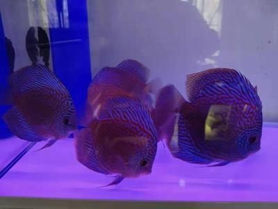 龍魚苗用什么開口（龍魚苗開口餌料的選擇）