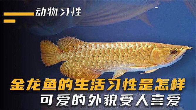 臨江市金丞水族店
