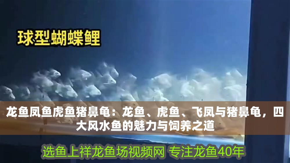 龍魚鳳魚虎魚豬鼻龜：龍魚、虎魚、飛鳳與豬鼻龜，四大風水魚的魅力與飼養之道