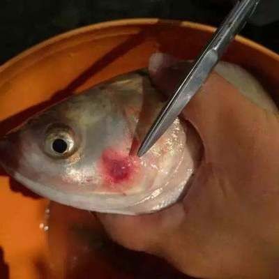 我的虎魚真菌感染了要怎么處理 龍魚頭上長(zhǎng)了密密麻麻的小黑點(diǎn)是什么原因:龍魚頭上長(zhǎng)了密密麻麻的小黑點(diǎn)是什么原因呢? 龍魚百科 龍魚頭上長(zhǎng)了密密麻麻的小黑點(diǎn)是什么原因:龍魚頭上長(zhǎng)了密密麻麻的小黑點(diǎn)是什么原因呢? 龍魚頭上長(zhǎng)了密密麻麻的小黑點(diǎn)是什么原因:龍魚頭上長(zhǎng)了密密麻麻的小黑點(diǎn)是什么原因呢? 龍魚百科