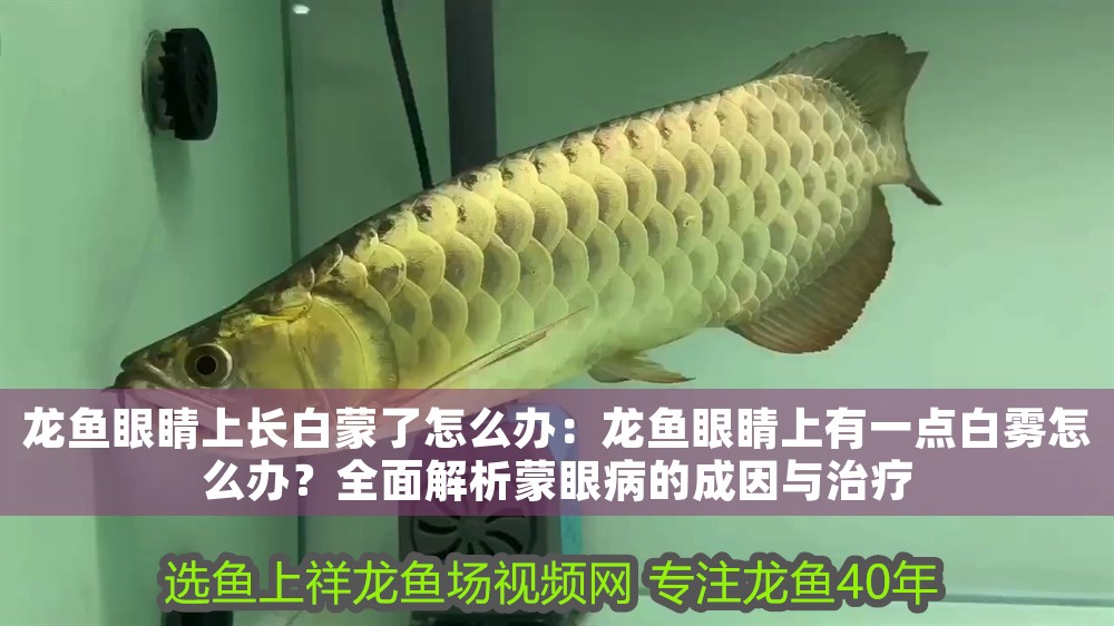 龍魚眼睛上長白蒙了怎么辦：龍魚眼睛上有一點白霧怎么辦？全面解析蒙眼病的成因與治療