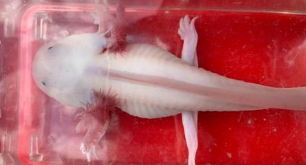 六角恐龍魚(yú)不肯吃東西（六角恐龍魚(yú)不吃東西可能由多種因素引起六角恐龍魚(yú)疾病預(yù)防措施）