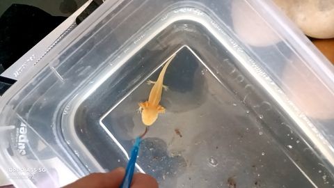 六角恐龍魚(yú)不肯吃東西（六角恐龍魚(yú)不吃東西可能由多種因素引起六角恐龍魚(yú)疾病預(yù)防措施）