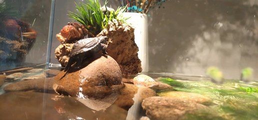 六角恐龍魚(yú)不肯吃東西（六角恐龍魚(yú)不吃東西可能由多種因素引起六角恐龍魚(yú)疾病預(yù)防措施）