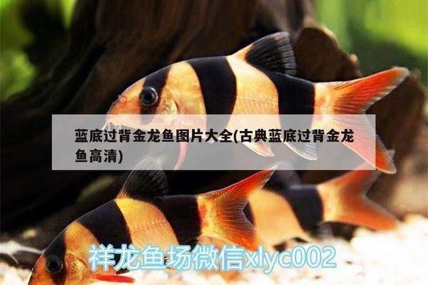 過背金龍魚用什么顏色背景畫好看