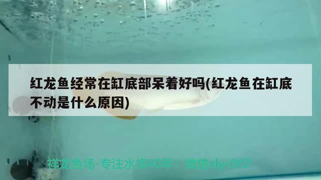 永康市江南洪興水族店（永康市江南洪興水族店地址）