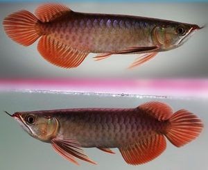 紅龍魚幼苗在哪里批發(fā)好一點(diǎn)（紅龍魚幼苗批發(fā)市場(chǎng)）