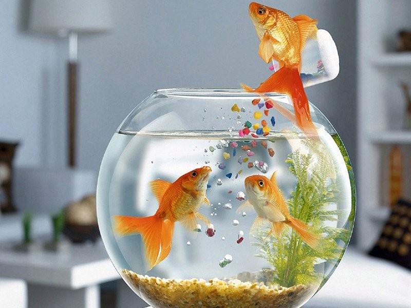 非洲雷龍魚批發商微信