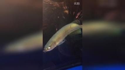 龍魚(yú)整容師哪里找：如何尋找專業(yè)的龍魚(yú)整形師
