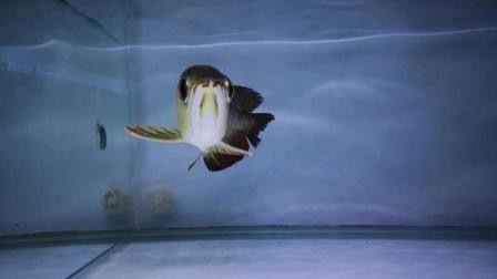 如何判斷金龍魚是否返垢？