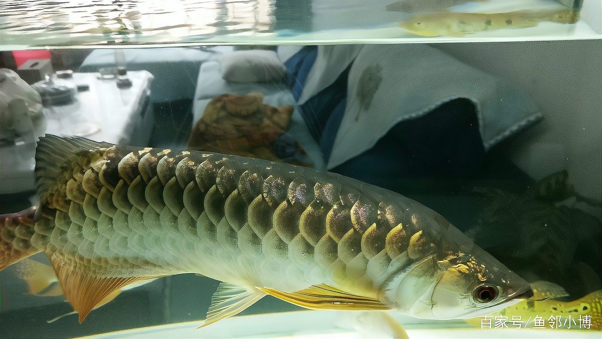 如何判斷金龍魚是否返垢？