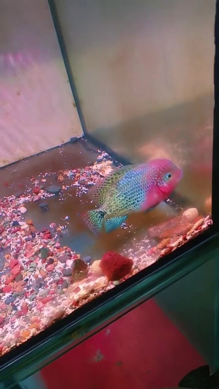 龍魚得寄生蟲能自愈嗎，，龍魚得寄生蟲能否自愈