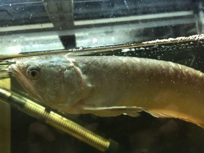 龍魚兩個(gè)月不吃東西怎么辦：龍魚兩個(gè)月不吃東西是怎么回事