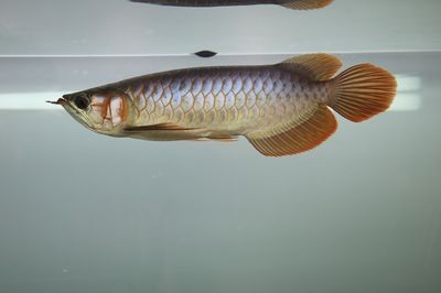 龍魚嘴巴里有棉絮怎么辦：龍魚嘴巴里有棉絮狀的物質怎么辦 龍魚嘴巴里有棉絮怎么辦：龍魚嘴巴里有棉絮狀的物質怎么辦 龍魚百科 第2張