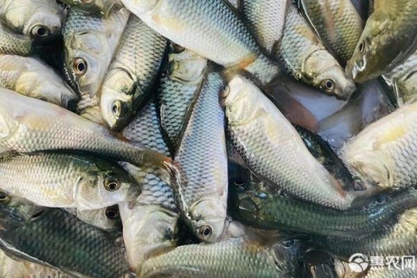 龍魚喂什么魚苗好：龍魚喂養餌料的選擇
