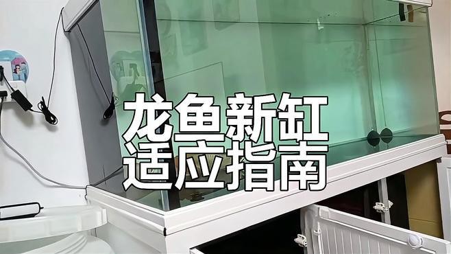 如何清潔和維護(hù)龍缸？