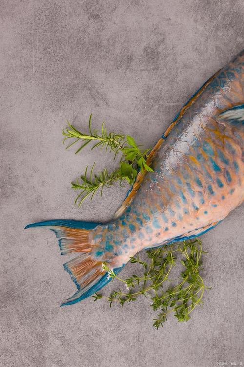 清龍魚圖片大全欣賞圖