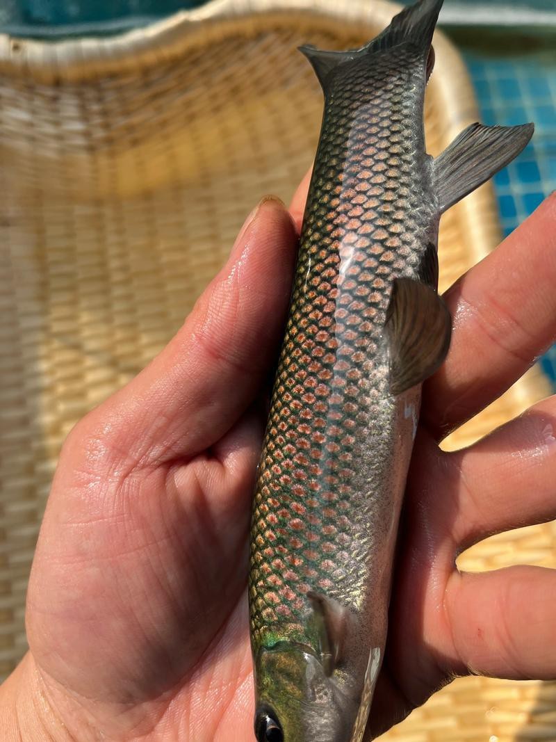 清龍魚圖片大全欣賞圖