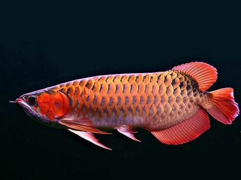 清龍魚圖片大全欣賞圖