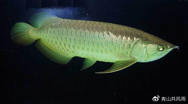 清龍魚圖片大全欣賞圖