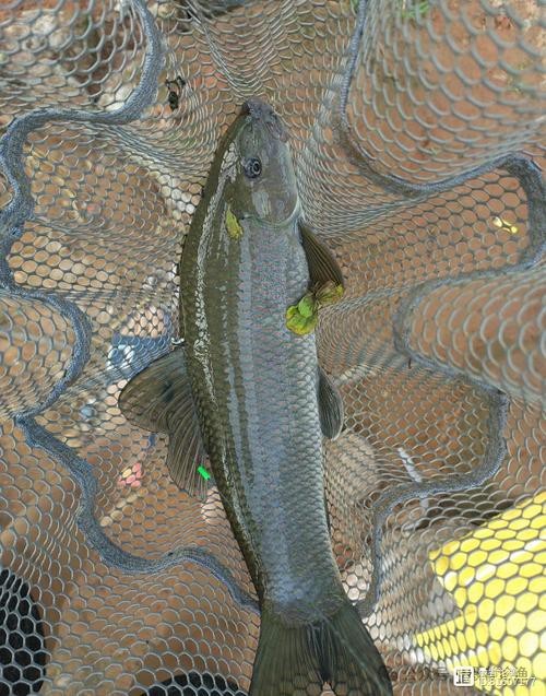 清龍魚圖片大全欣賞圖