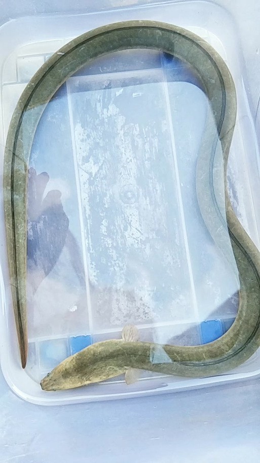 清龍魚圖片大全欣賞圖