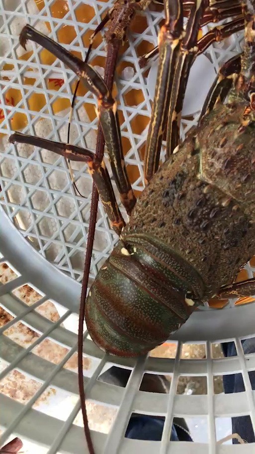 清龍魚圖片大全欣賞圖
