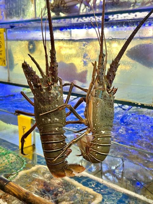 清龍魚圖片大全欣賞圖