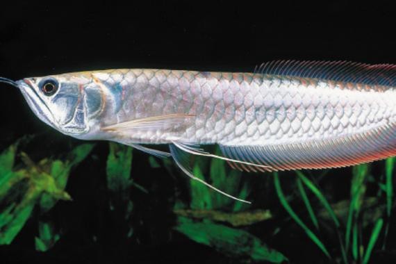 清龍魚圖片大全欣賞圖