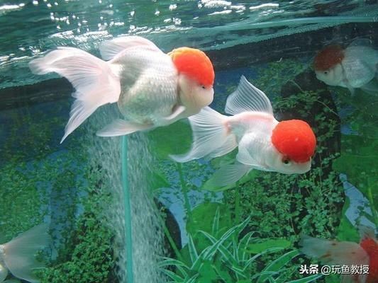 魚缸光照定時設置的最佳實踐：魚缸光照定時設置最佳實踐 魚缸光照定時設置的最佳實踐：魚缸光照定時設置最佳實踐 魚缸百科 第5張
