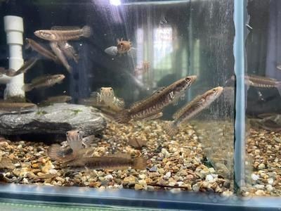 野生雷龍魚怎么馴養最好：根據搜索結果整理的野生雷龍魚的馴養關鍵步驟和注意事項