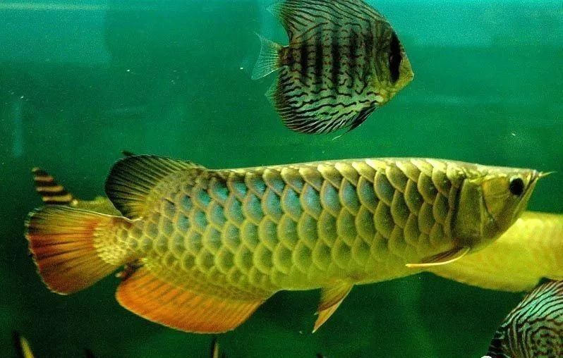 紅龍魚養(yǎng)多久成年魚可以吃（紅龍魚的成年標準與其體長和年齡有關(guān)紅龍魚的飲食習慣）